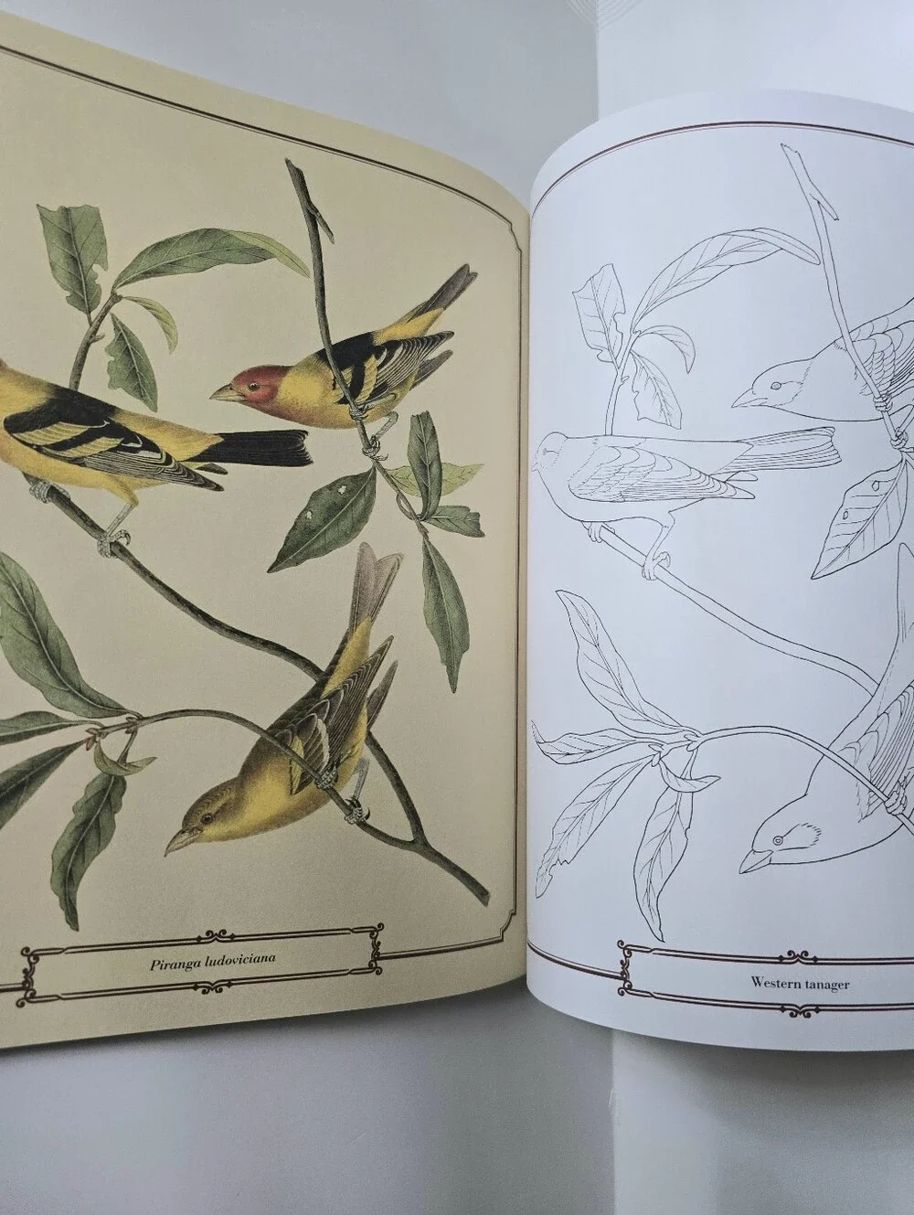 The Beautiful Nature Adult Vintage Coloring Book